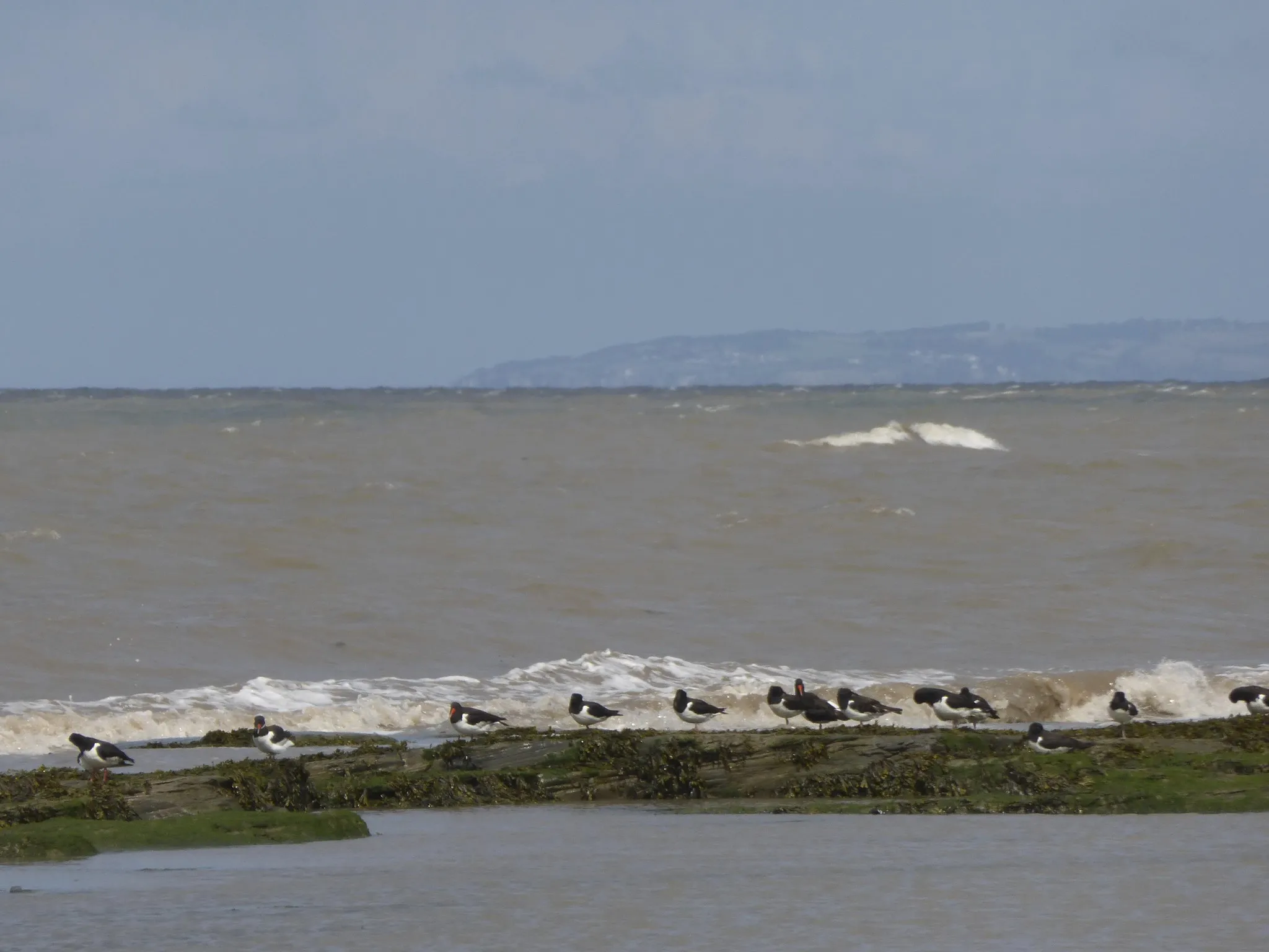Oystercatchers, Helwell Bay